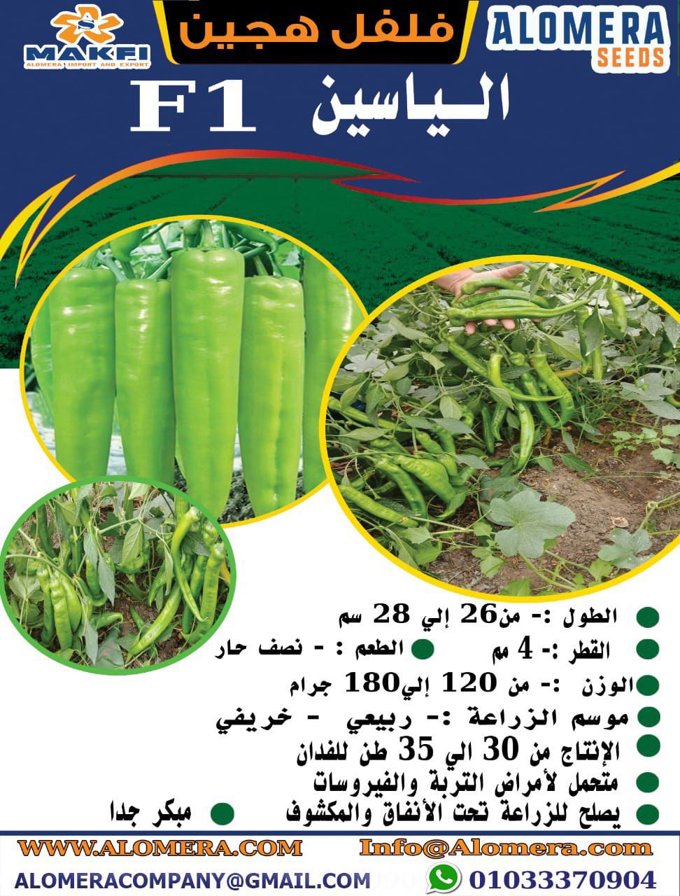 فلفل الياسين 