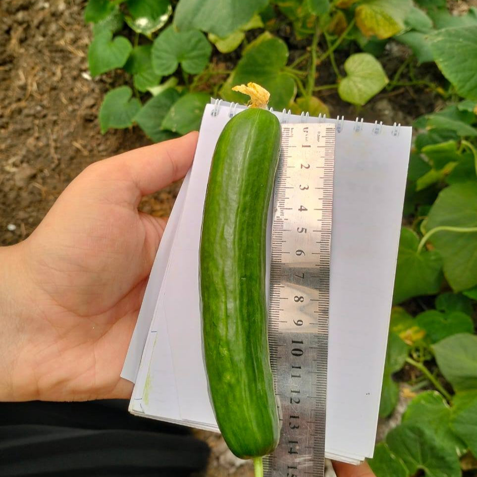 F1 خيار اليسر