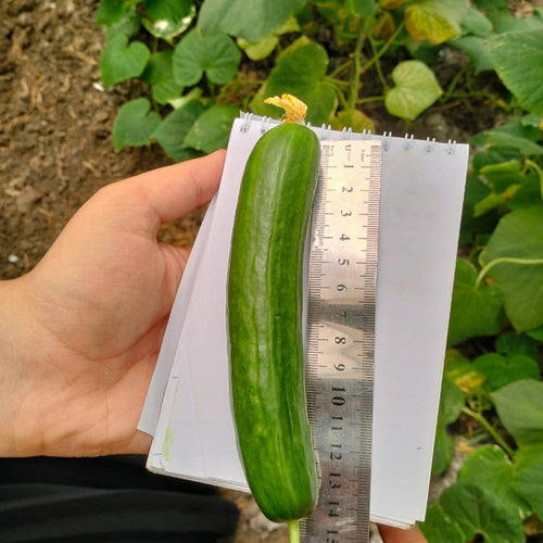 F1 خيار اليسر