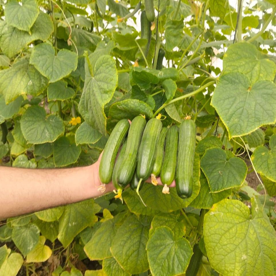 F1 خيار اليسر