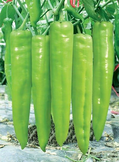 فلفل الياسين 