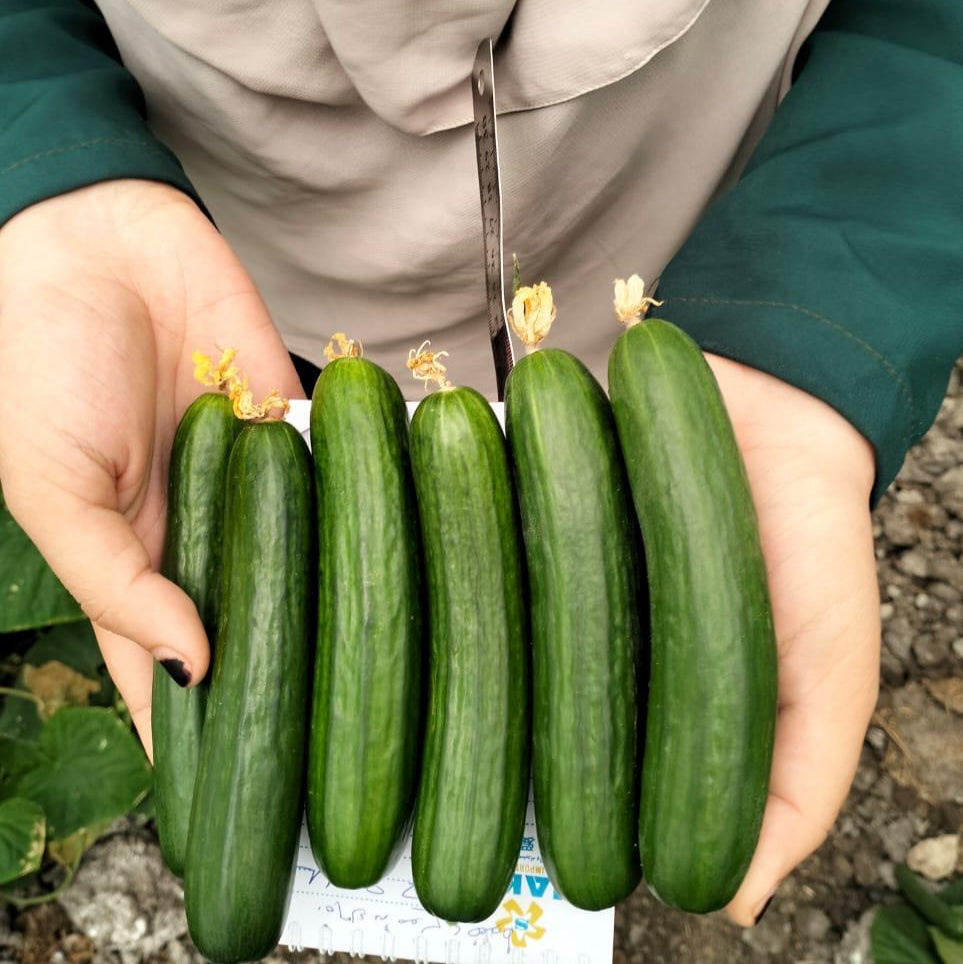 F1 خيار اليسر